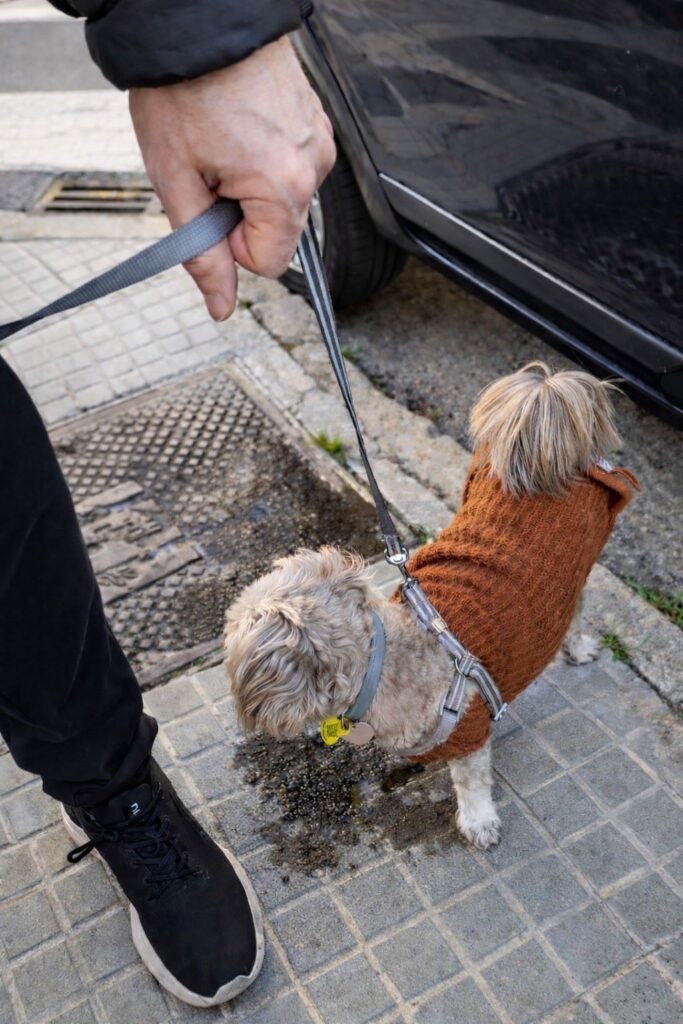 Perro olfateando pipís durante un paseo