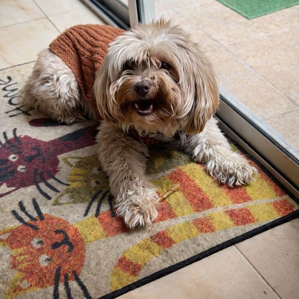 Portada del blog sobre consejos para perros con ilustración de perrito curioso
