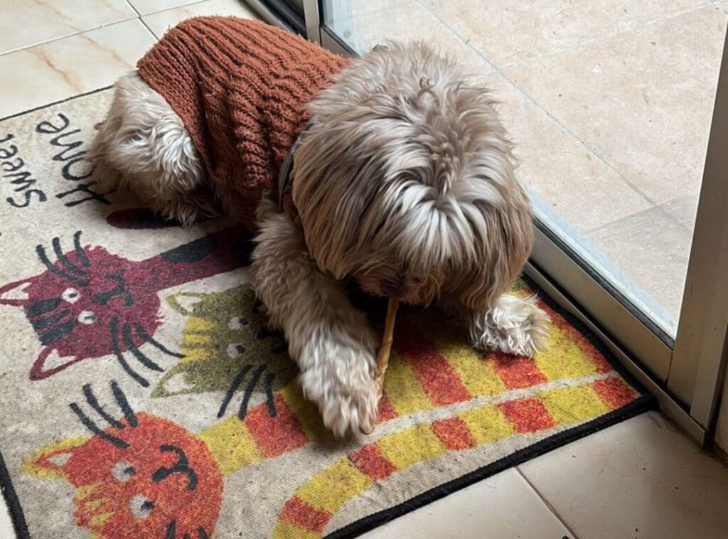 Perro comiendo en alfombra colorida.