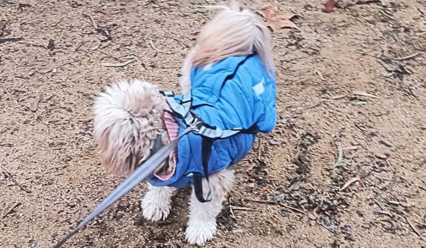 perro olfateando el suelo durante el paseo intentando comer cosas
