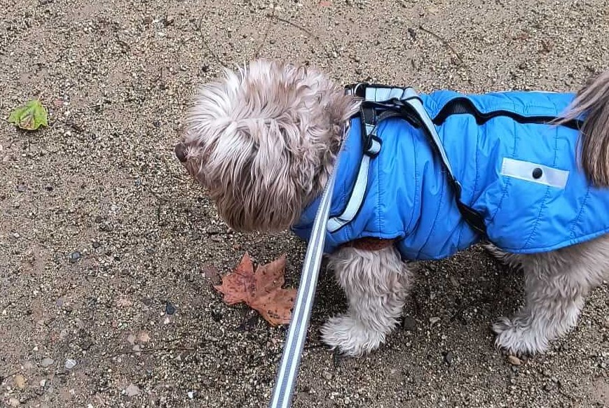 Perro comiendo cosas del suelo paseando por la calle