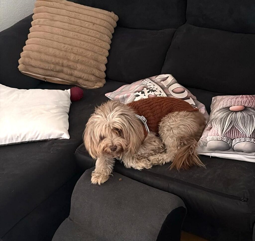 perro pequeño subido al sofá en casa cuando no le miran