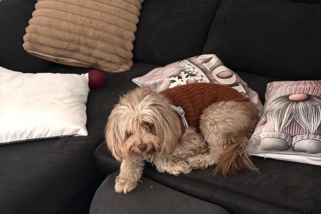 perro pequeño subido al sofá en casa cuando no le miran