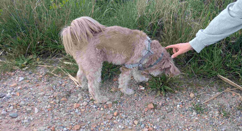 Perro aprendiendo el comando dejalo ignorando comida en el suelo