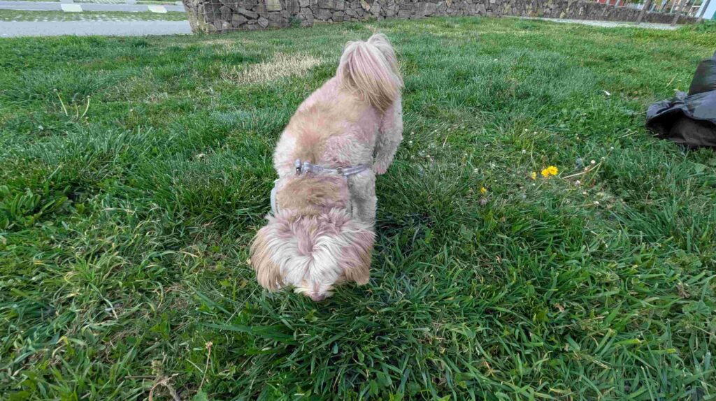 Perro oliendo césped durante el paseo para evitar que coma caca