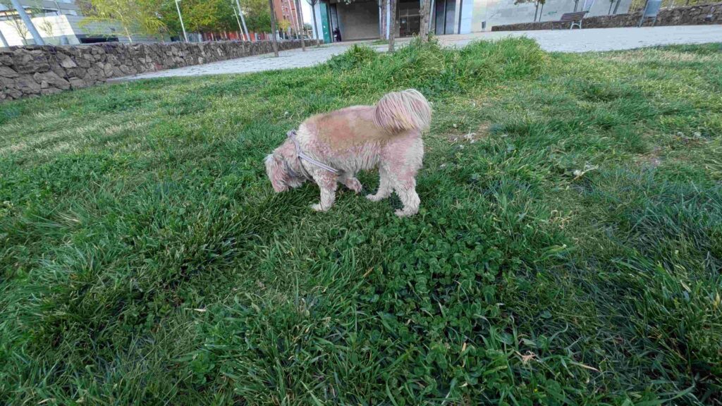 Perro oliendo césped en la calle durante el paseo intentando comer caca