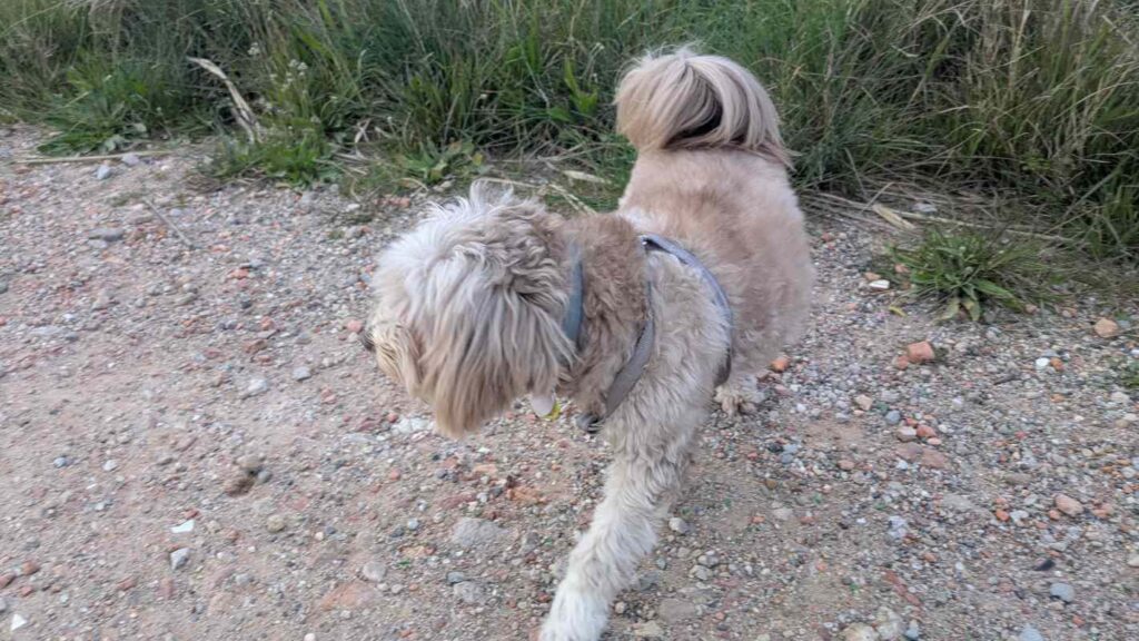 Perra paseando por un camino con matorrales donde puede haber pulgas y garrapatas